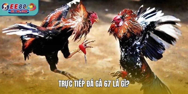 Trực tiếp đá gà 67 là gì?